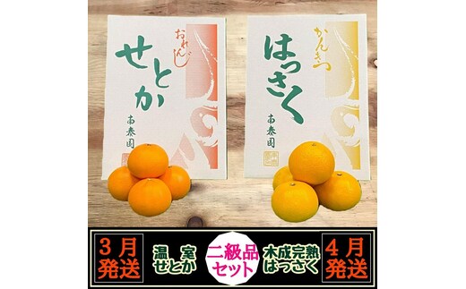 定期便 春に楽しむ ハウス せとか ＆ 木成 完熟 有田 はっさく 傷あり 二級品 セット 全2回 南泰園