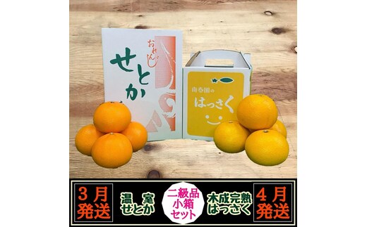 定期便 春に楽しむ ハウス せとか ＆ 木成 完熟 有田 はっさく 傷あり 二級品 小箱セット 全2回 南泰園