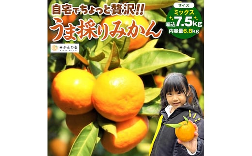 みかん うま採り 箱込約 7.5kg（内容量6.8kg） 光センサー選別 みかんの会厳選 サイズミックス 和歌山県産 産地直送 【みかんの会】［2026年11月中旬より順次出荷予定］
