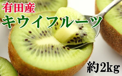 ［人気］有田産キウイフルーツ約2kg（サイズ混合）★2027年1月下旬頃より順次発送
