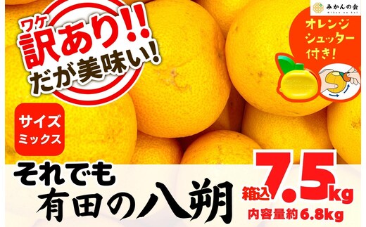 八朔 訳あり それでも 有田の八朔 (はっさく) 箱込 7.5kg (内容量約 6.8kg) サイズミックス B品 和歌山県産 産地直送［おまけ付き］［みかんの会］