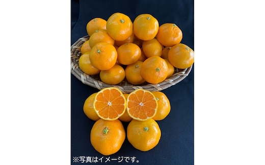 【数量限定】有田みかん青秀 約5kg（Lもしくは2Lサイズ）※サイズ指定不可