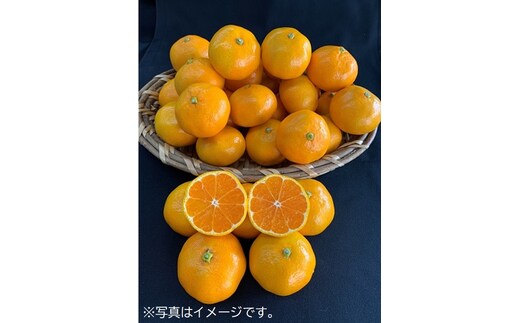 【数量限定】有田みかん 約10kg（3L/大玉サイズ）