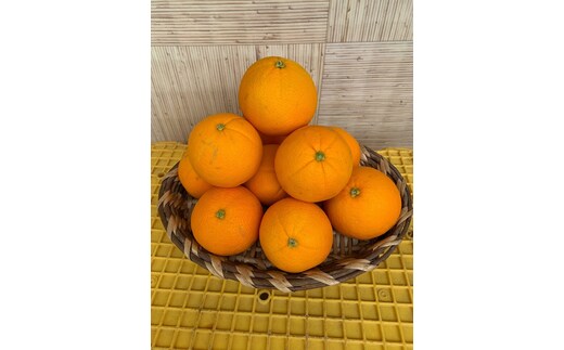 完熟ネーブルオレンジ 赤秀品 5kg（М・L・2L/サイズ指定不可）