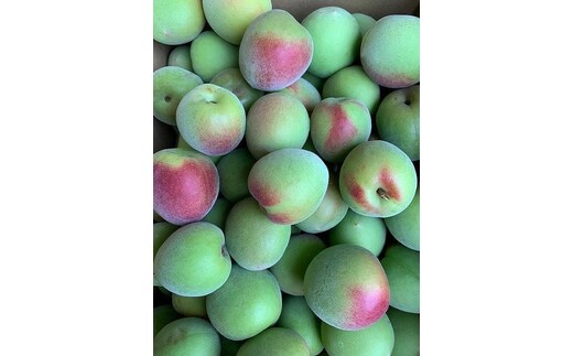 南高梅 Lサイズ 5kg マルシ農園