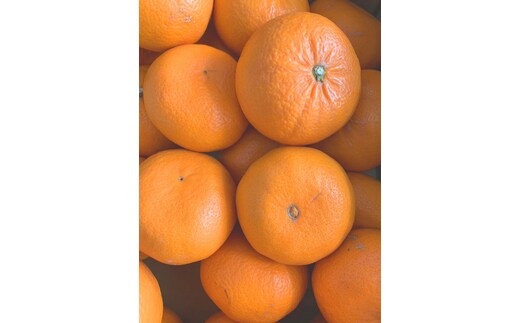 麗紅柑（れいこう）青秀品（家庭用）2S～3Lサイズ 3kg