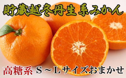 ［高糖系］貯蔵越冬丹生系みかん約5kg（S～Lサイズおまかせ）★2027年2月下旬頃より順次発送