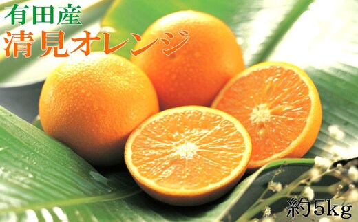 ［濃厚］農家さん直送の清見オレンジ 約5kg（サイズおまかせ・秀品）★2027年3月初旬頃より順次発送［TM152w］