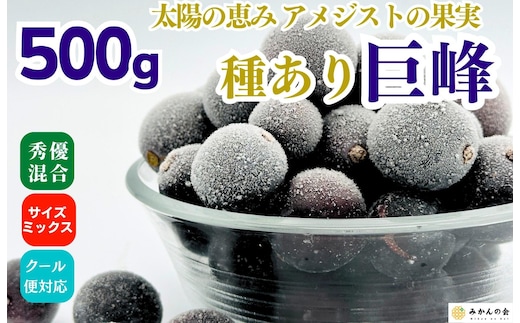 冷凍 種あり 巨峰 約500g 秀優混合 サイズミックス 和歌山県産 産地直送 ぶどう クール便 【みかんの会】