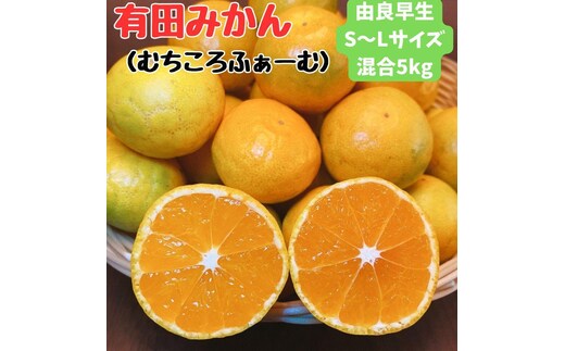 有田みかん 由良早生S～Lサイズ混合 約5kg 【2026年発送 先行予約】