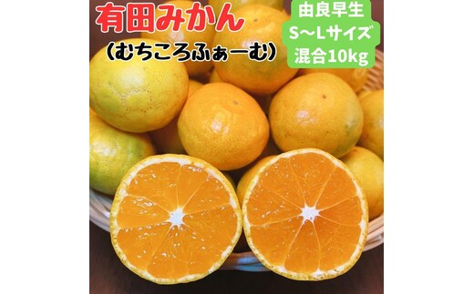 有田みかん 由良早生S?Lサイズ混合 約10kg 【2026年発送 先行予約】