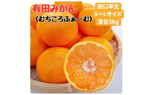 有田みかん 早生S～Lサイズ混合 約5kg【2026年発送 先行予約】
