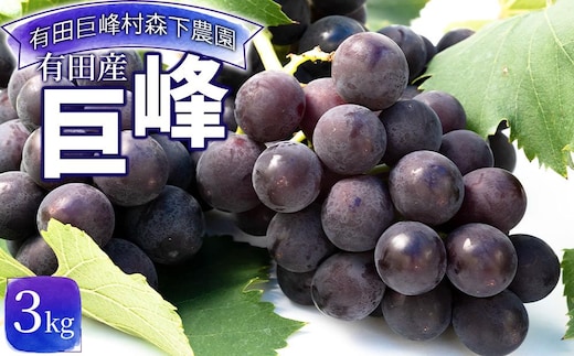 【先行予約】有田産 巨峰 約 3kg 有田 巨峰村 森下農園 ぶどう 送料無料 フルーツ★2026年8月下旬から順次発送