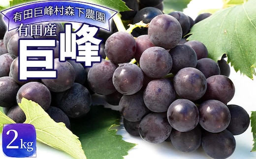 【先行予約】有田産 巨峰 約 2kg 有田巨峰村 森下農園 ぶどう 送料無料 フルーツ★2026年8月下旬から順次発送