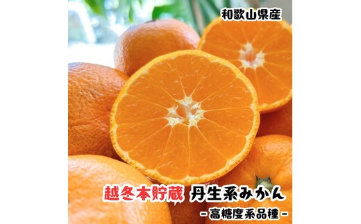 越冬本貯蔵 丹生系 みかん 2kg【先行予約】【高糖系みかん】