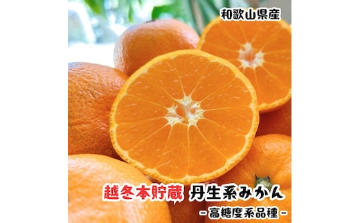 越冬本貯蔵 丹生系 みかん 5kg【先行予約】【高糖系みかん】