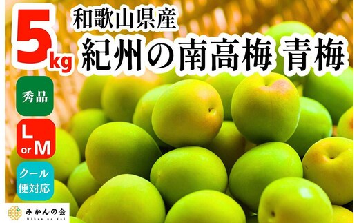青梅 南高梅 5kg 秀品 LまたはMサイズ 和歌山県産 A品 梅酒作り用 梅ジュース作り用