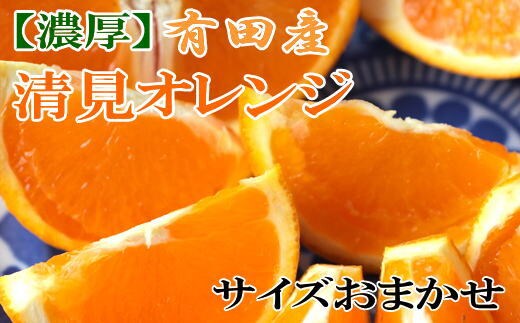 ［濃厚］有田産清見オレンジ約5kg（サイズおまかせ・青秀以上）★2027年2月下旬頃より順次発送［TM43w］