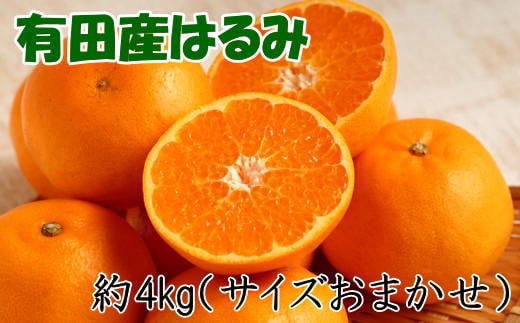 ［厳選・濃厚］紀州有田産のはるみ約4kg(サイズおまかせ) ★2027年1月下旬頃より順次発送［TM27w］
