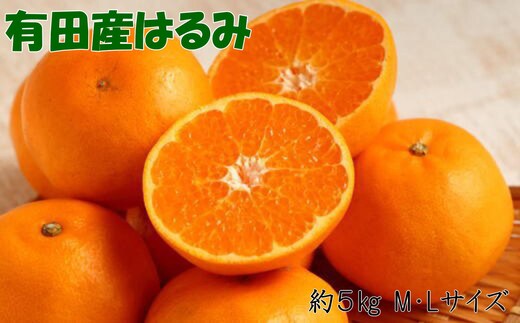 ［厳選・濃厚］紀州有田産のはるみ約5kg(M～Lサイズおまかせ) ★2027年1月下旬頃より順次出発送［TM28w］
