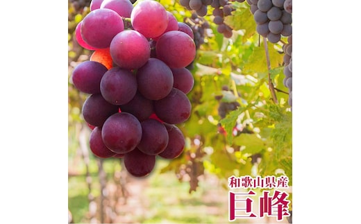 紀州有田産の巨峰ぶどう約2kg【先行予約】【2026年8月下旬以降発送予定】