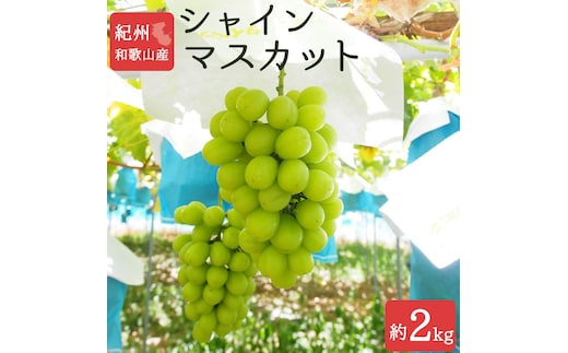 紀州有田産シャインマスカット 約2kg【先行予約】【2026年8月下旬以降発送予定】