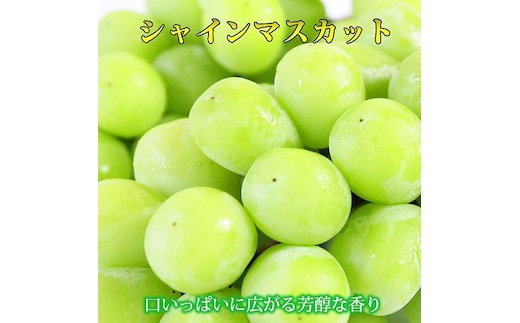 紀州有田産シャインマスカット 約1.2kg【先行予約】【2026年8月下旬以降発送予定】