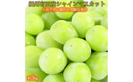 紀州有田産シャインマスカット 約3kg【先行予約】【2026年8月下旬以降発送予定】