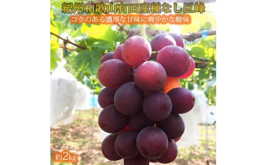 紀州有田産の種なし巨峰ぶどう約２kg【先行予約】【2026年8月中旬以降発送予定】