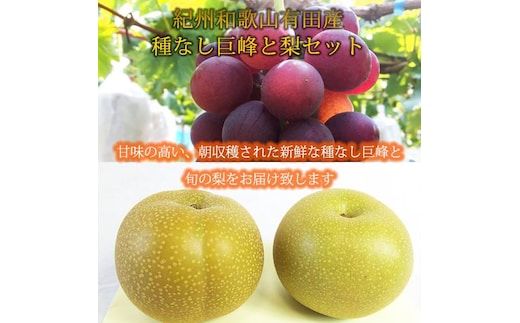 紀州有田産の種なし巨峰と梨セット 計約２kg【先行予約】【2026年8月中旬以降発送予定】