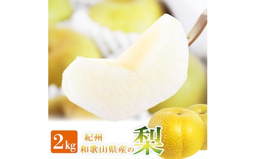 ジューシー果汁の紀州有田産の梨約２kg 化粧箱入【先行予約】【2026年8月中旬以降発送予定】