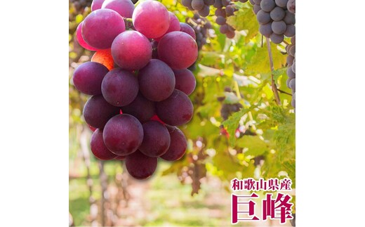 【ご家庭用】紀州有田産の巨峰ぶどう約2kg【先行予約】【2026年8月下旬以降発送予定】