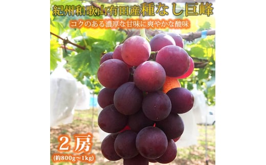 紀州有田産の種なし巨峰ぶどう２房（約800g～1kg）【2026年発送 先行予約】