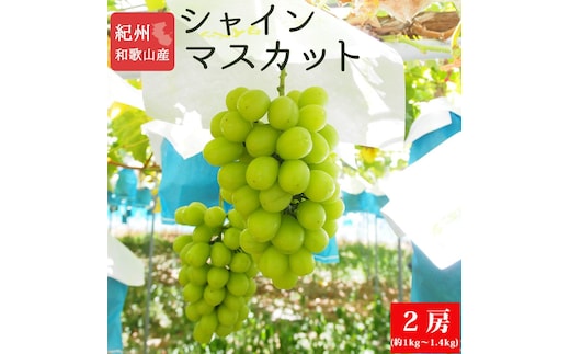 紀州有田産シャインマスカット２房（約1kg～1.4kg）【先行予約】【2026年8月下旬以降発送予定】