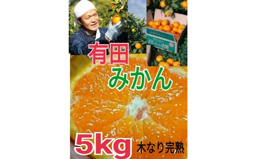 ［先行予約］有田みかん 秀品 5kg 木成り完熟［贈答用］大ちゃんの畑農園