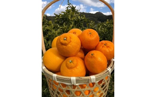 【産地直送】 食べ頃柑橘おまかせバラエティーセット