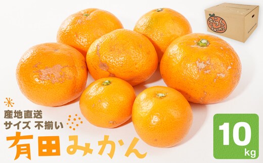 産地直送 有田みかん サイズ 不揃い 約10kg 喜楽farms 【2026年11月以降順次発送】