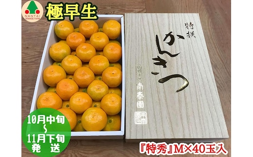 極早生 有田 みかん 化粧箱 特秀 M サイズ 40玉入 南泰園 和歌山 有田みかん