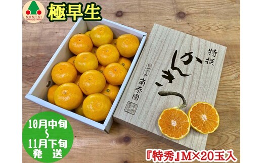 極早生 有田 みかん 化粧箱 小箱 特秀 M サイズ 20玉入 南泰園 和歌山 有田みかん