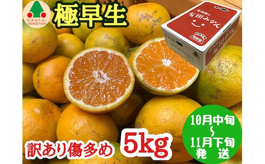 訳あり 傷多め 極早生 有田 みかん 5kg L～SS サイズおまかせ 南泰園 和歌山 有田みかん