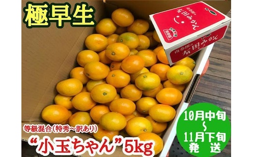 極早生 有田 みかん 小玉ちゃん 等級 混合 5kg 南泰園 和歌山 有田みかん