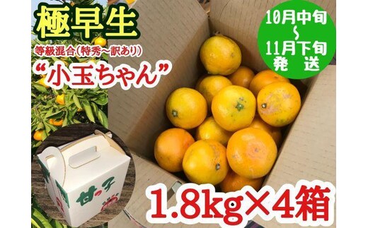 極早生 有田 みかん 小玉ちゃん 等級 混合 1.8kg × 4箱 南泰園 和歌山 有田みかん