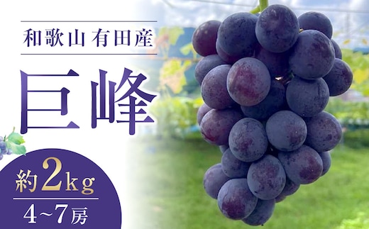 先行予約 和歌山 有田産 巨峰 約2kg 4~7房 ぶどう フルーツ 果物［2026年8月下旬以降発送］