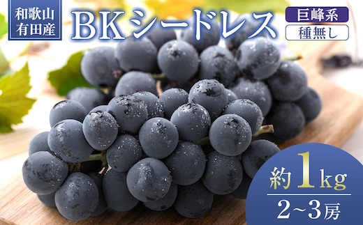 ［先行予約］和歌山 有田産 種なし BKシードレス 約1kg 2～3房 ［2026年8月下旬より順次発送予定］