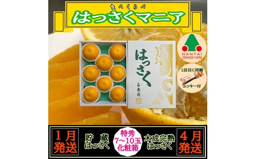 1・4月発送 全2回 定期便 はっさく マニア 貯蔵 ＆ 木成完熟 特秀 7 ～ 10玉 和歌山 有田 南泰園