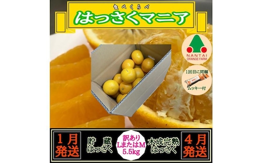 1・4月発送 全2回 定期便 はっさく マニア 貯蔵 ＆ 木成完熟 訳あり傷多め L または M 5.5kg 茶箱 和歌山 有田 南泰園