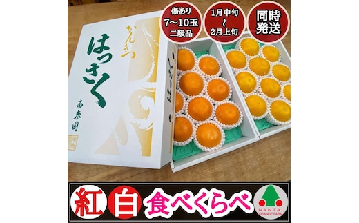 化粧箱 有田 はっさく 紅白 食べくらべ ちょっと傷あり 二級品 みかん