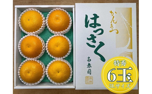 化粧箱 手詰め 有田 はっさく 特秀 大玉 3L サイズ × 6玉入 南泰園 みかん