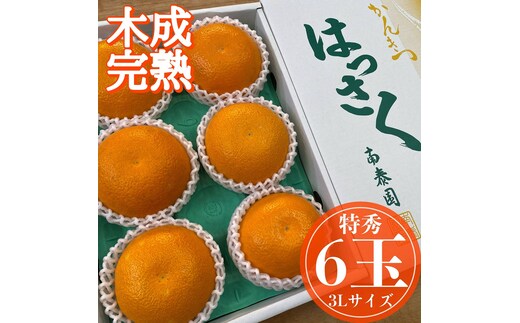 木成完熟 紅はっさく 特秀 大玉 3L × 6玉入 化粧箱 南泰園【2027年4月上旬～発送】