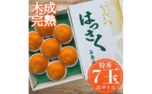 木成完熟 紅はっさく 特秀 大玉 2L × 7玉入 化粧箱 南泰園【2027年4月上旬～発送】